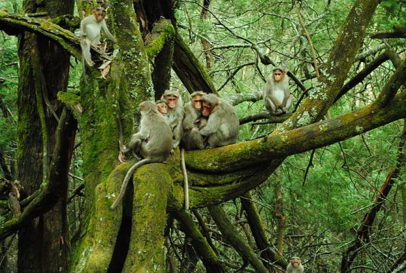 800px-Monkey_family_in_moss_tree